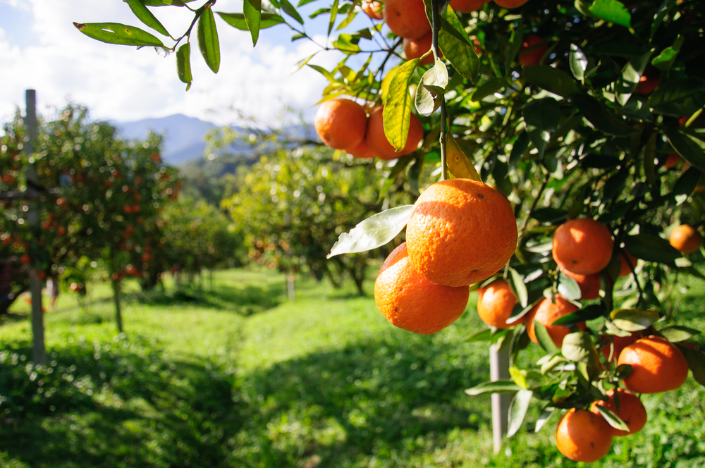 Apelsiner som hänger i ett apelsinträd på ett odlingsfält